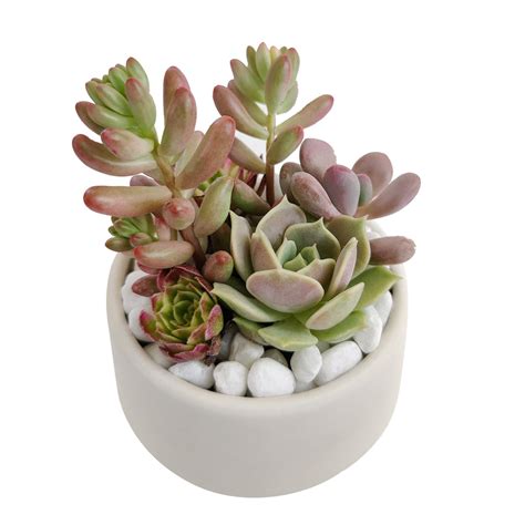 DIY Pink 2" Succulent Arrangement Small Pot - Succulents Box