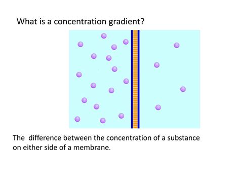 Concentration Gradient Biology