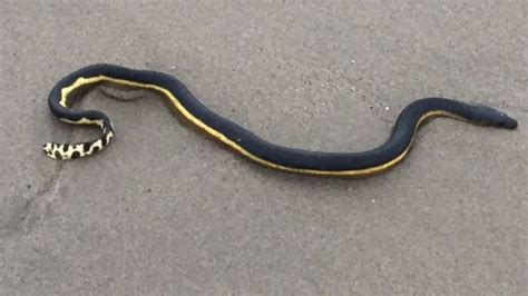 Venomous Yellow-Bellied Sea Snake Washes Up on SoCal Shore - ABC News