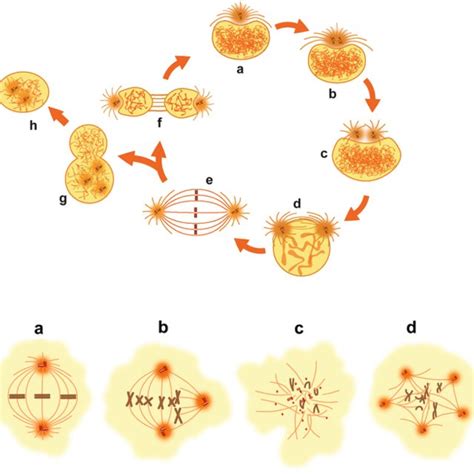 Overview of centrosomal and non-centrosomal microtubules in mammalian ...