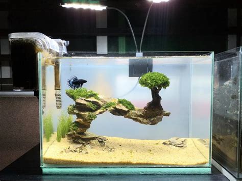 Aquarium fish tank setup aquascaped betta tank, Pet Supplies, Homes & Other Pet Accessories on ...