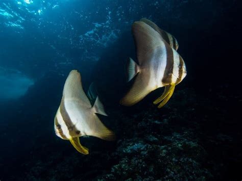 Pinnatus Batfish - Ultimate Care Guide | Fishkeeping World