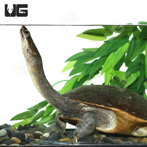 Adult Northern Snake Neck Turtles For Sale - Underground Reptiles