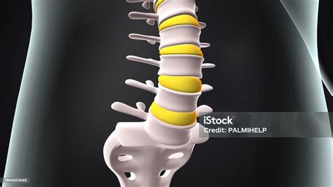 3d Illustration Of Human Lumber Bone Anatomy Stock Photo - Download Image Now - Anatomy, Cancer ...