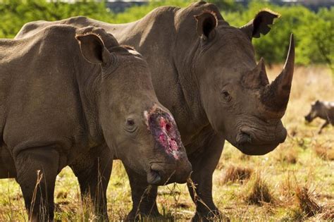 Here are our top 10 facts about rhinos | WWF