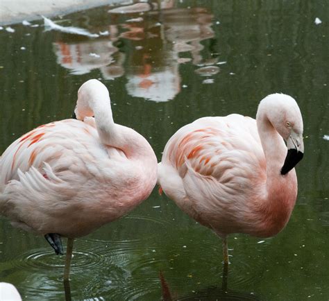 Pink Flamingos Free Stock Photo - Public Domain Pictures