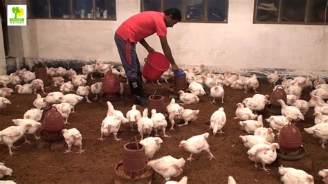 Poultry Farming - Chicken Farm Business Plan is a Great Source of ...