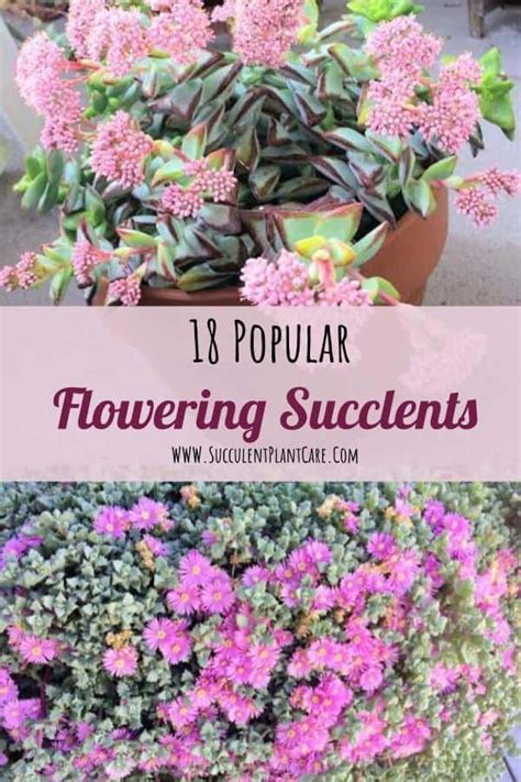 18 Popular Flowering Succulents (With Pictures)