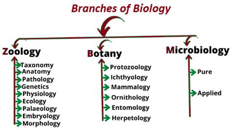 Cell Biology, Molecular Biology, Science Biology, Branches Of Biology, Cell Organelles, Blood ...