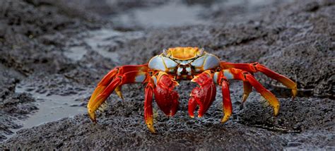 47 Interesting Crab Facts (2024) | FactRetriever.com