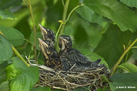 Baby Robin - Identification, Diet & Lifecycle