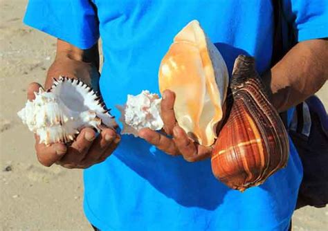 A Beginner's Guide to Collecting Seashells as a Hobby | HobbyLark