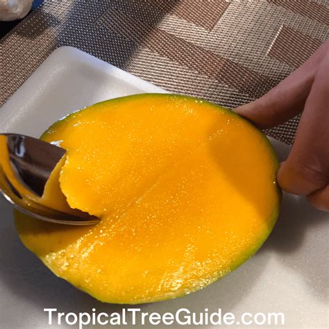 Carrie Mango Grow Guide - Tropical Tree Guide