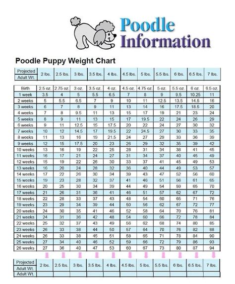 5 Pics Toy Poodle Growth Chart And View - Alqu Blog
