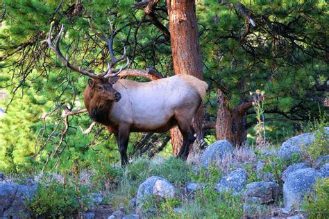 The 6 Best Ways to See Wildlife Around Alamosa, CO - Cool Sunshine RV Park