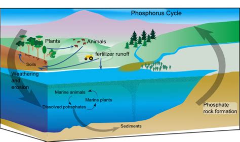 4.3 Proper Management of Phosphorus for Future Food Security – Environmental ScienceBites