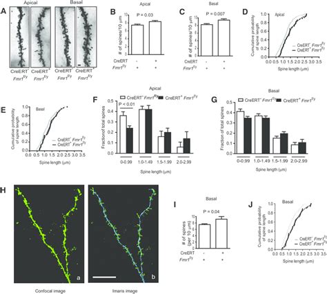 Dendritic Spine