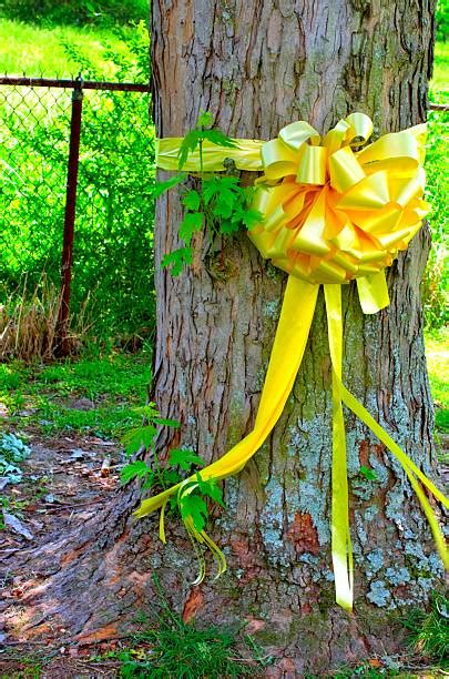 Best Yellow Ribbon Tree Stock Photos, Pictures & Royalty-Free Images - iStock