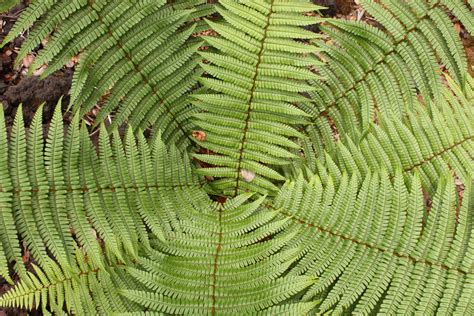 Dryopteris wallichiana – 05 – Sessa Lab