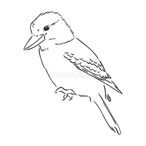 Black Outlined Kookaburra Bird Vector Drawing