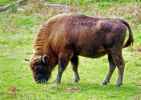 Wisent - a photo on Flickriver