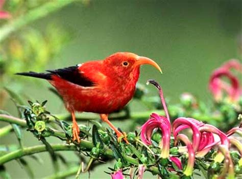 Researchers trace evolution of diversity in Hawaiian Honeycreepers ...