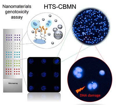Nanoparticle genotoxicity screening models using lab-on-a-chip technology - Faculty of Pharmacy ...
