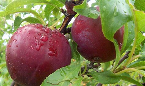 All About Dwarf Plum Trees: When, Where and How to Plant - Home n Gardening Tips