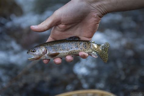 Bonneville Cutthroat Trout | Velocity Photography | Flickr