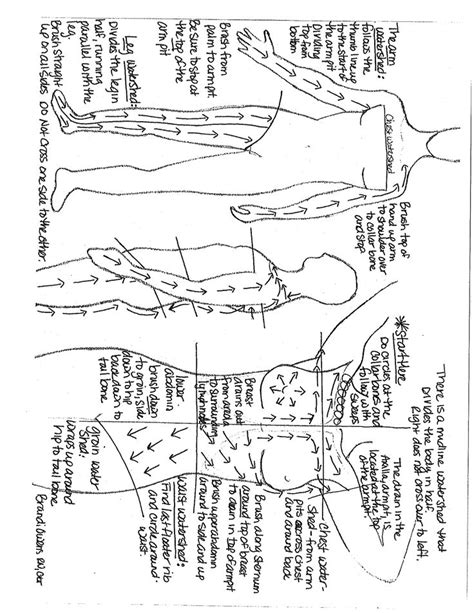 skin brushing lymph diagram.pdf | Lymph massage, Lymphatic drainage ...