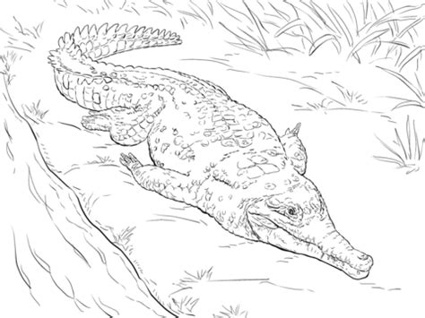 Orinoco Crocodile coloring page | Free Printable Coloring Pages