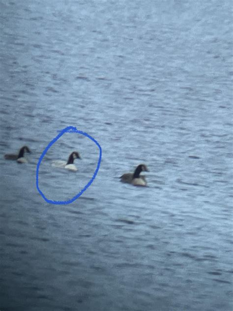 Northeastern US - is this an albino Canada goose? : r/whatsthisbird