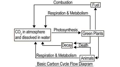 Carbon Cycle Diagram