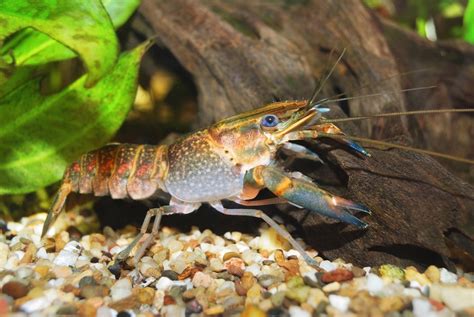 Keeping Freshwater Aquarium Crayfish: The Complete Guide