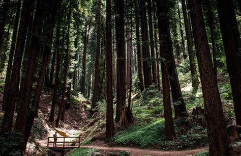 Redwoods, Beer, and Bigfoot: Exploring California’s Santa Cruz Mountains | Frommer's