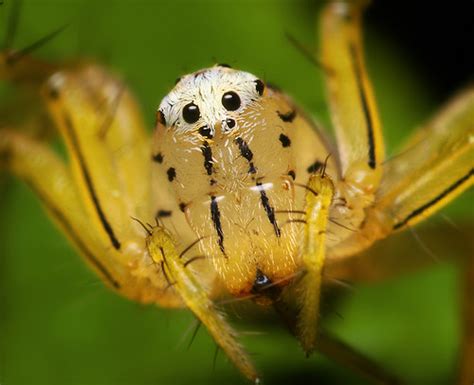 Face of a Female Striped Lynx Spider - (Oxyopes salticus) | Flickr