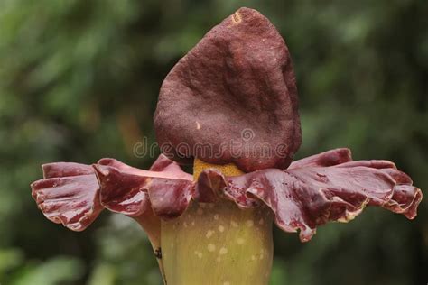 The Beauty of the Stink Lily Flower in Full Bloom. Stock Image - Image of flower, background ...