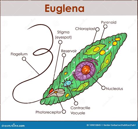 What Is The Plant Characteristics Of Euglena