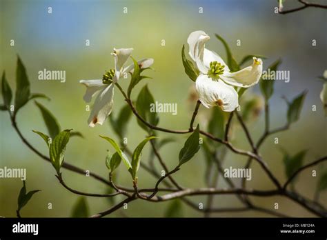 Missouri state tree Stock Photo - Alamy