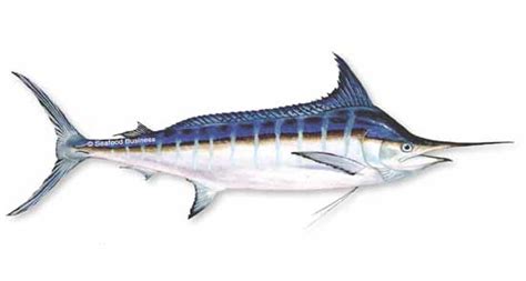 Marlin, Blue | SeafoodSource