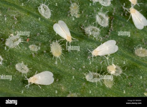 Glasshouse whitefly (Trialeurodes vaporariorum) adults and vacated pupae Stock Photo - Alamy