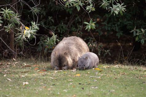 Baby Wombat: 10 Pictures and 10 Incredible Facts - A-Z Animals