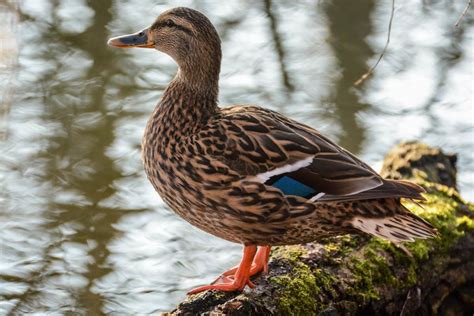 Mallard Duck - Facts, Habitat, Diet, Color, Lifespan & Pictures