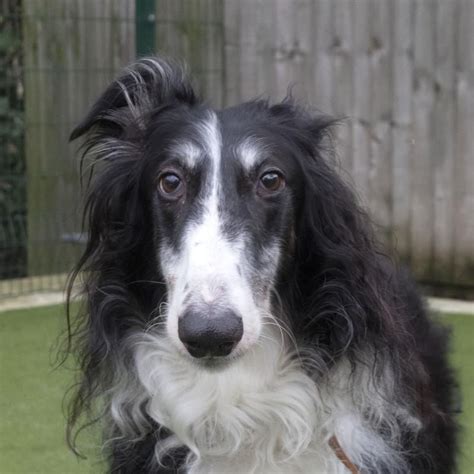 Rescue Dog | Borzoi | Travis | Dogs Trust Rehome Dog, Dogs Trust, Lurcher, Borzoi, Wainwright ...