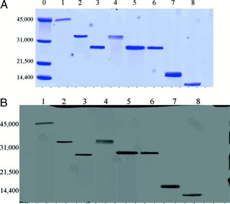 Zonula Occludens Toxin Structure-Function Analysis - Journal of ...