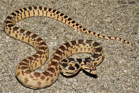 Gophersnakes found in California