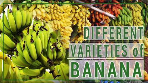 What are the different varieties of banana | Mga uri ng saging - YouTube