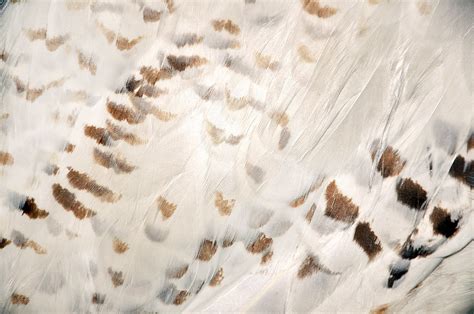 Snowy Owl feathers texture | Free texture | Mary Vican | Flickr