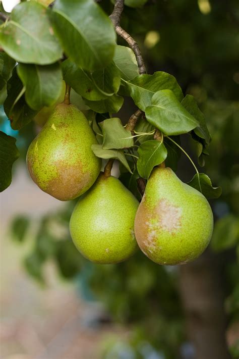 File:Pear on Tree 2.jpg - Wikipedia