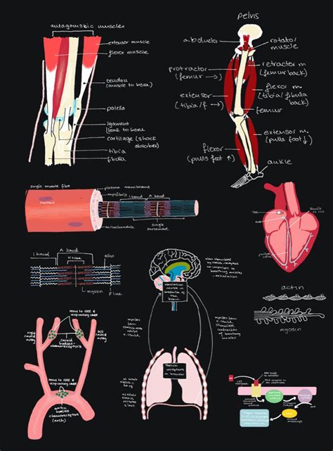 Biology drawings | Biology diagrams, Biology drawing, Biology